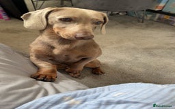 Miniature Dachshund dogs for sale: Isabella tan miniature dachshund  - Image 3