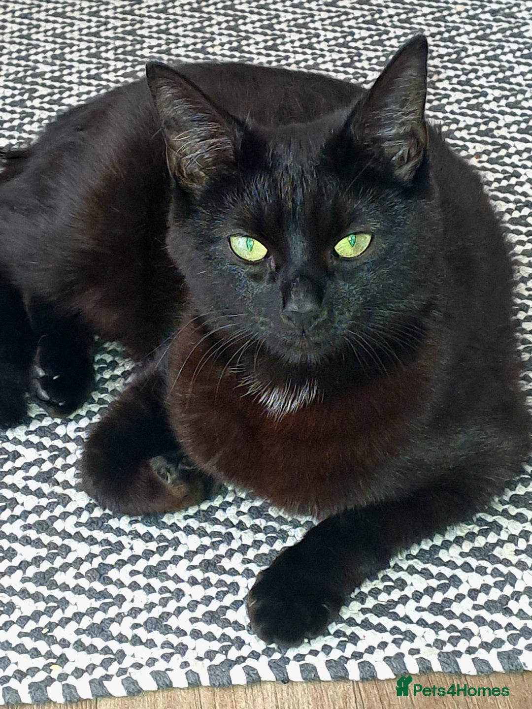 Bombay cats for sale: Cute kitten  - Image 3