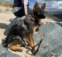 German Shepherd dogs *German Shepherd – 1 Year 6 Months Old* - Advert 8