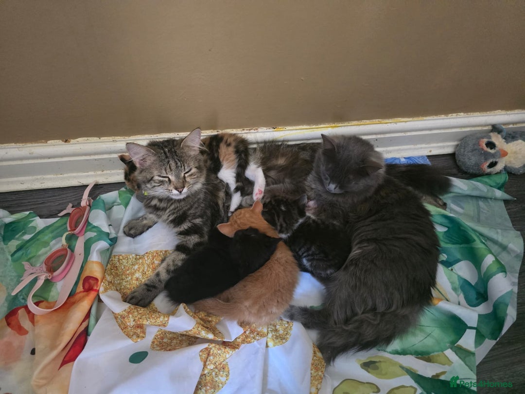 British Longhair cats for sale: 4 kittens  - Image 5