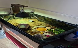 Hermann Tortoise reptiles for sale: Female Herman's Tortoise - Image 5