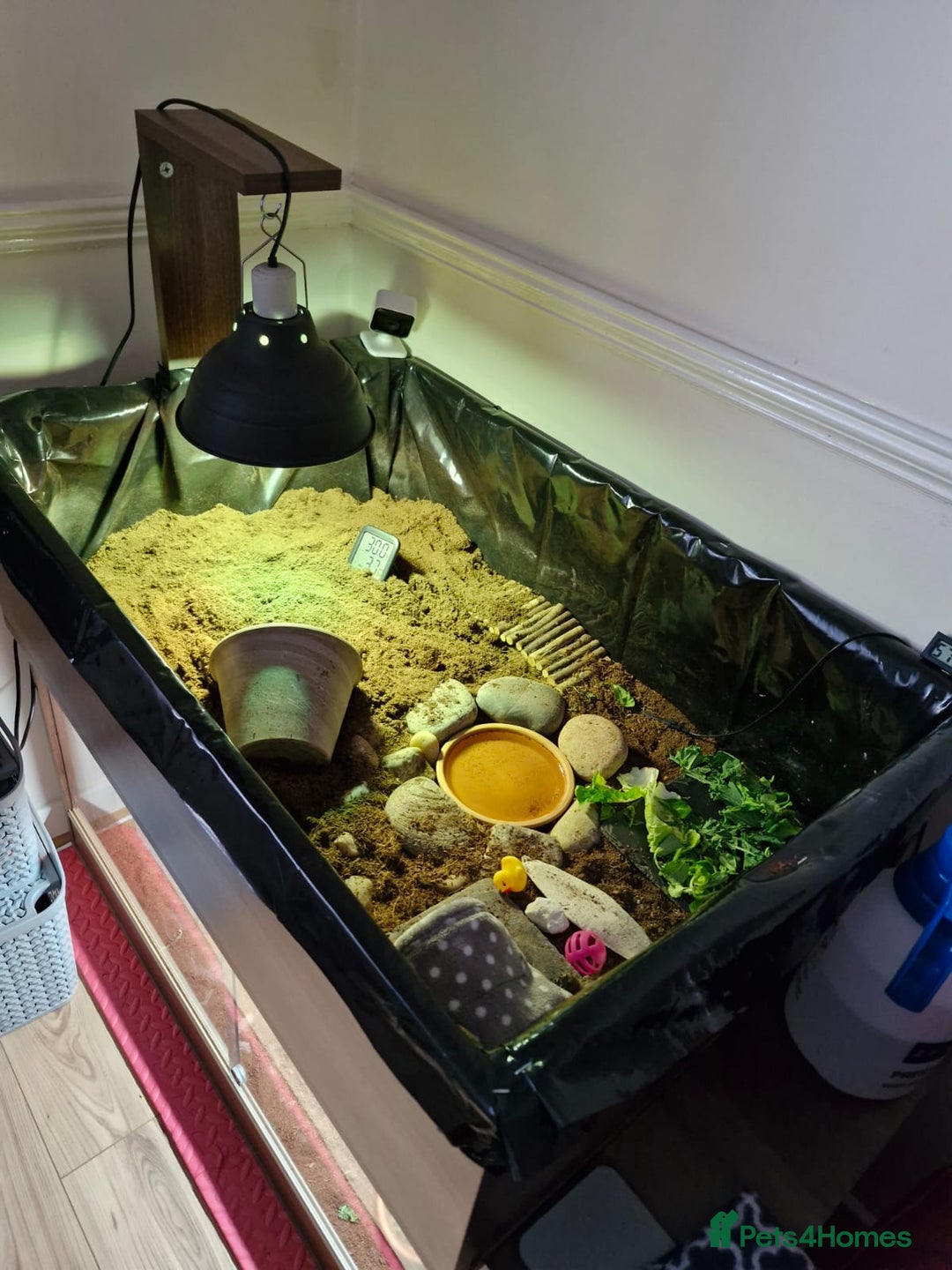 Hermann Tortoise reptiles for sale: Female Herman's Tortoise - Image 5