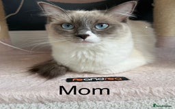 Ragdoll cats for sale: Ready To Leave Gorgeous Male  - Image 9