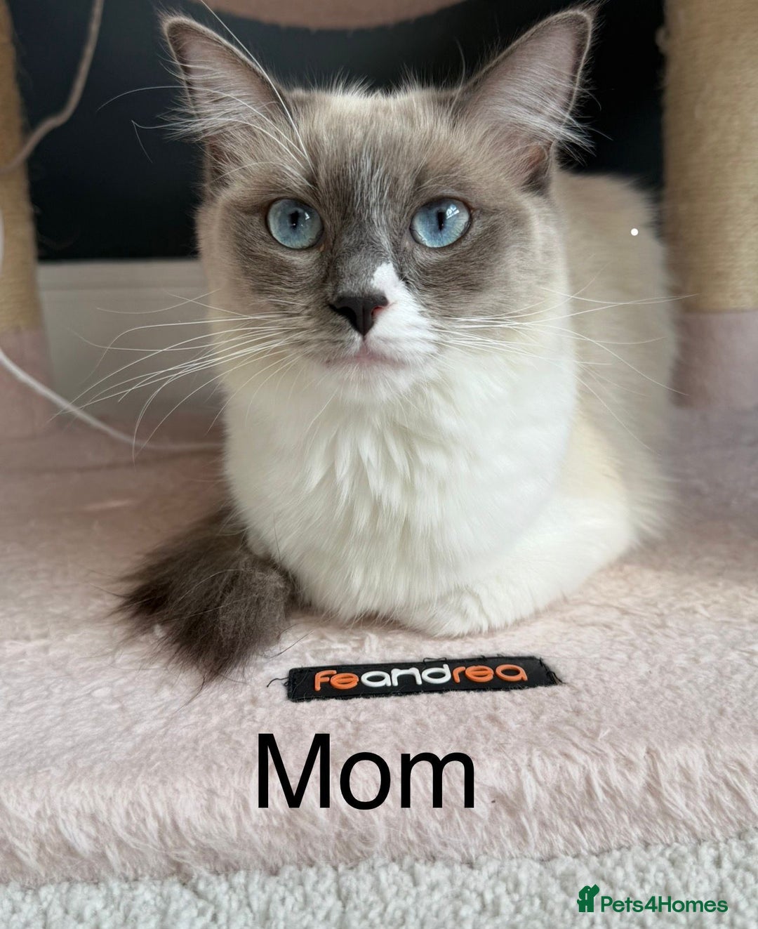 Ragdoll cats for sale: Ready To Leave Gorgeous Male  - Image 9