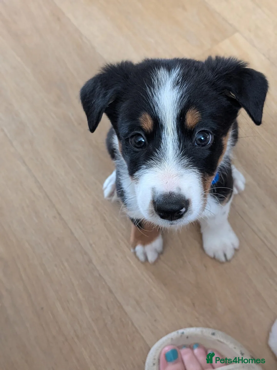 Mixed Breed dogs for sale: Last little pup of litter - Advert 1