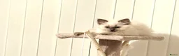 Ragdoll cats for sale: Beautiful baby girl - Advert 9