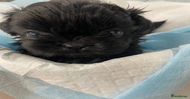 Shih Tzu dogs Shihtzu pups 5*breeder  - Advert 2