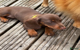Miniature Dachshund dogs for sale: READY NOW Stunning miniature dachshund pups in Mirfield - Image 28