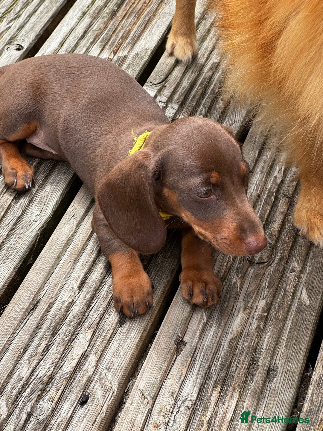 Miniature Dachshund dogs for sale: READY NOW Stunning miniature dachshund pups in Mirfield - Image 28