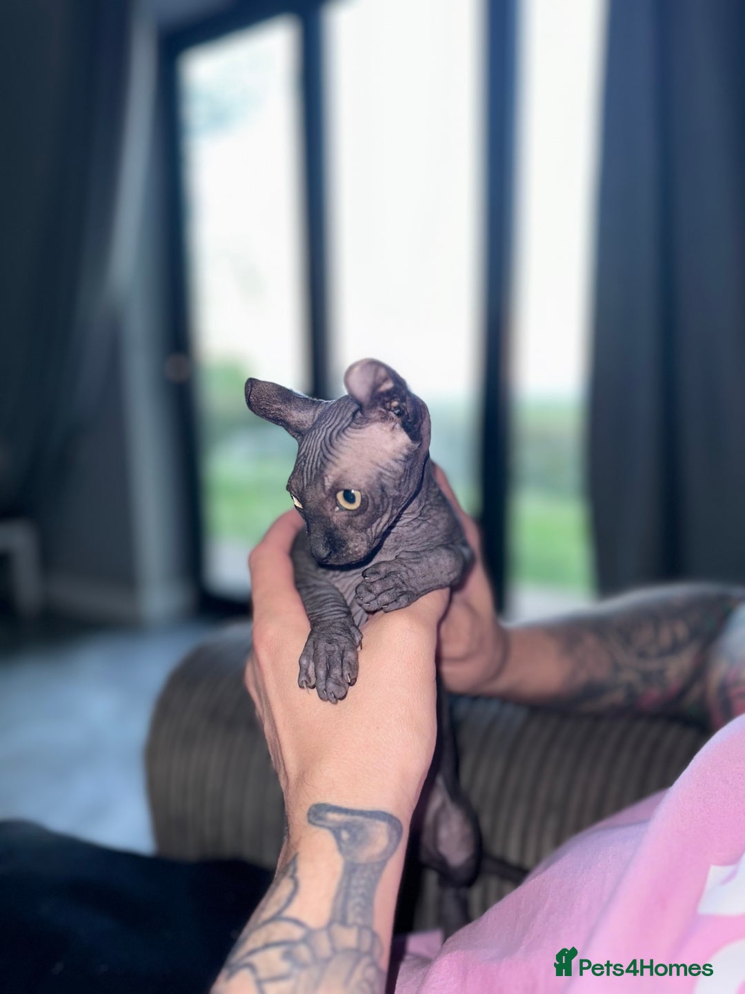 Sphynx cats for stud: Stunning blue Elf - Advert 20