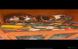 Guinea Pig rodents for sale: 6 male Guinea pig with hutch  - Image 4