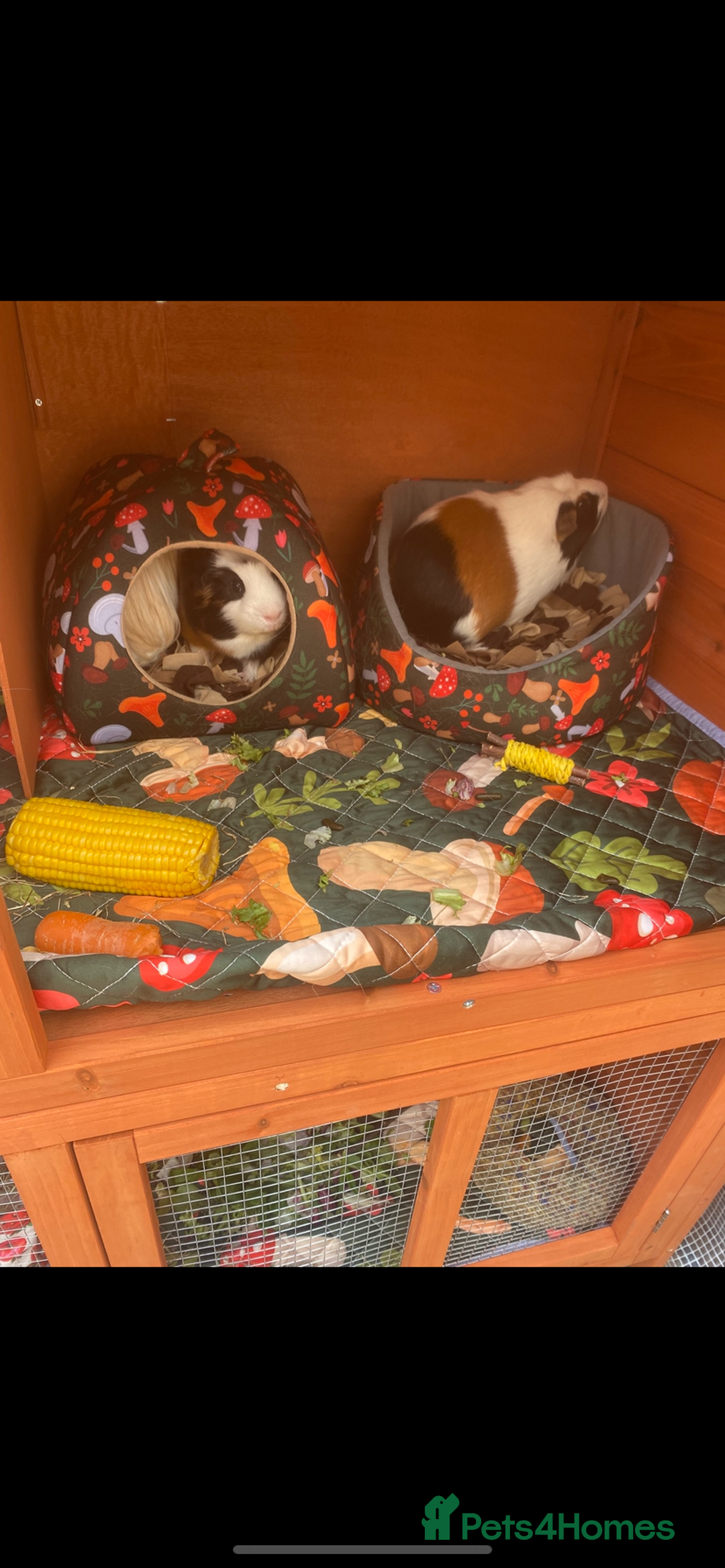 Guinea Pig rodents for sale: 6 male Guinea pig with hutch  - Image 4