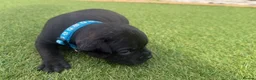 Staffordshire Bull Terrier dogs for sale: KC Registered Red/Brindle Staffy Puppies - Advert 10