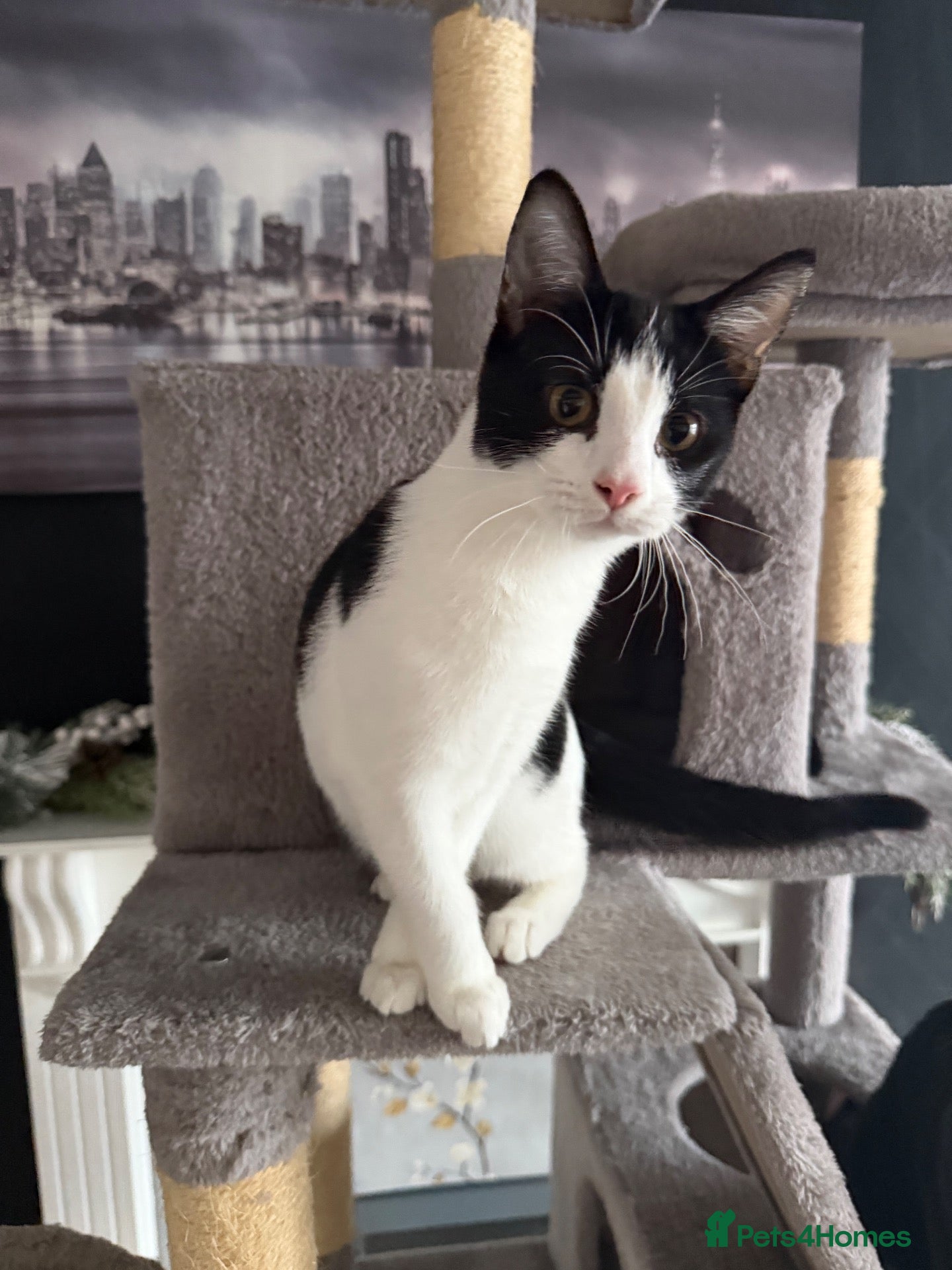 Mixed Breed cats for sale: Kittens Looking For Their Forever Homes! 🐾💕 - Advert 9