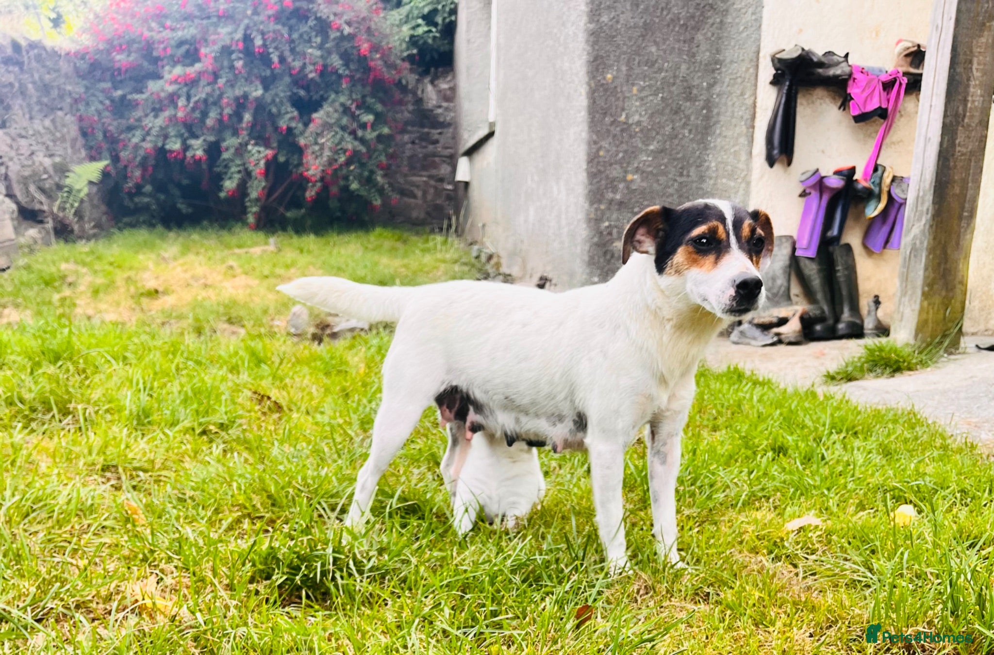 Jack Russell dogs 3 Jack Russell Boys - Advert 5