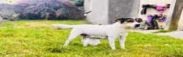 Jack Russell dogs for sale: 3 Jack Russell Boys - Advert 1