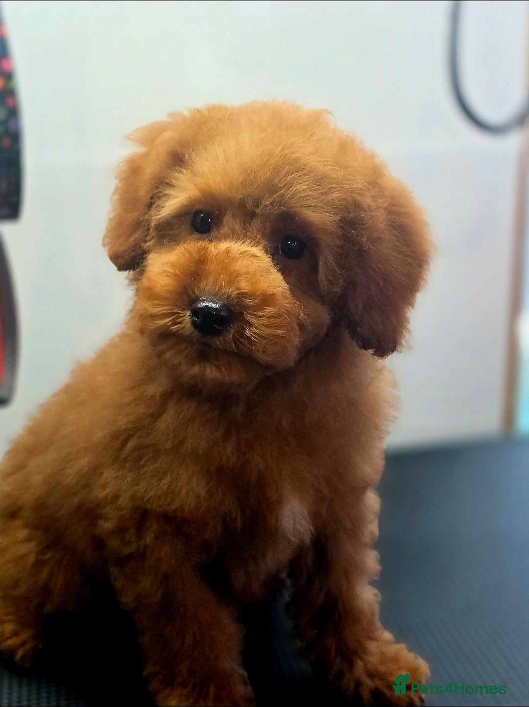 Miniature Poodle dogs for sale: MINIATURE POODLE PUPPIES - Image 7