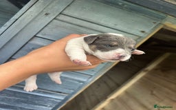 Jack Russell dogs for sale: 4 Jack Russel pups for sale  - Image 7