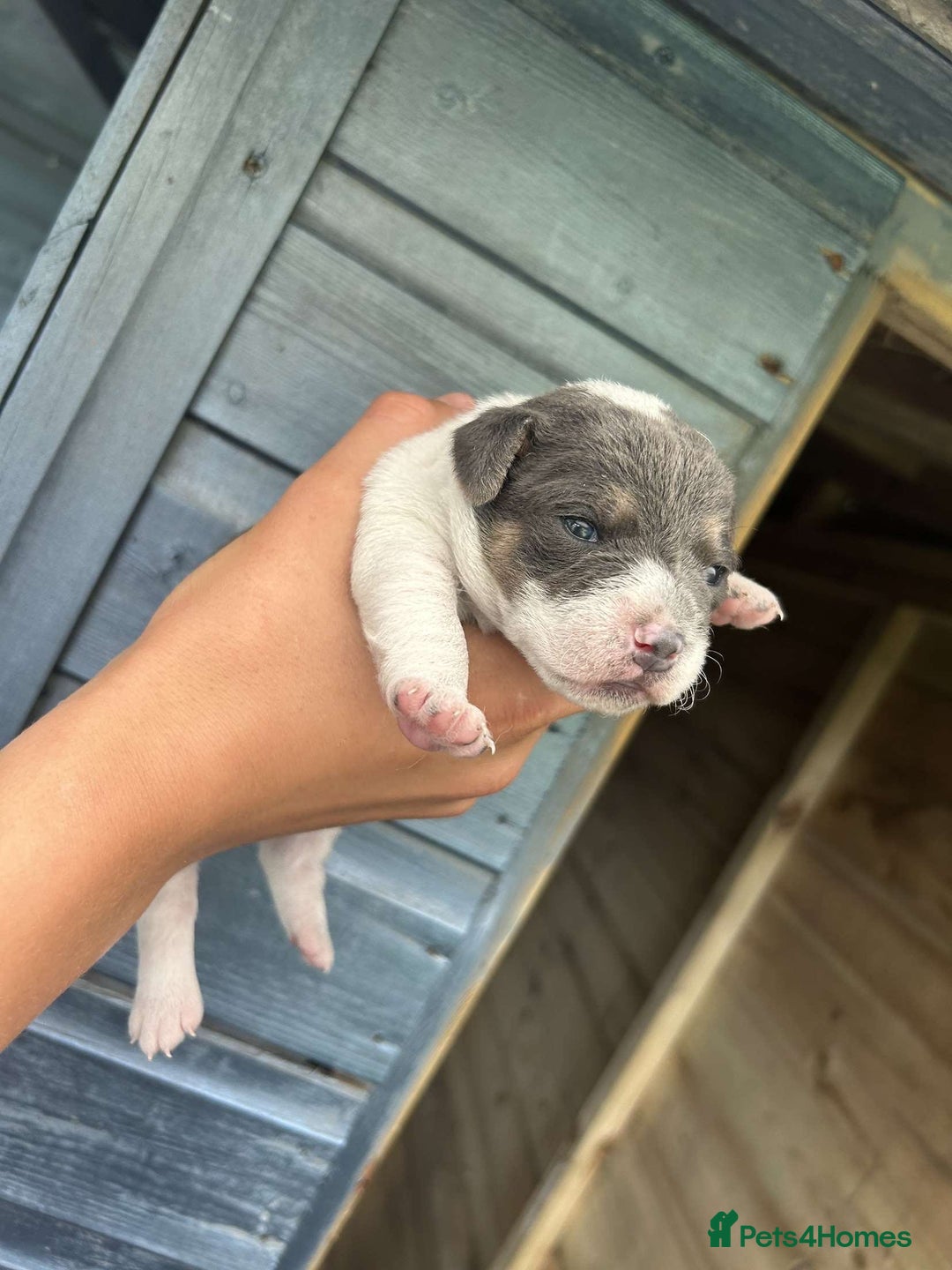 Jack Russell dogs for sale: 4 Jack Russel pups for sale  - Image 7