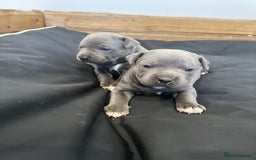 Staffordshire Bull Terrier dogs for sale: READY TO GO 2x BEAUTIFUL BLUE BOYS - Image 10