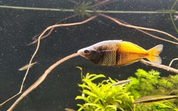 Rainbow Fish fish for sale: 3x Boesemani Rainbowfish Tropical Aquarium Fish - Image 3