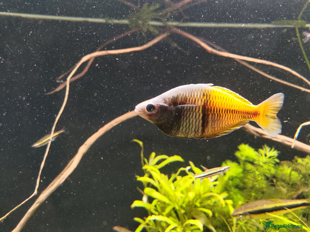 Rainbow Fish fish for sale: 3x Boesemani Rainbowfish Tropical Aquarium Fish - Image 3