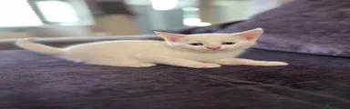 Turkish Angora 2