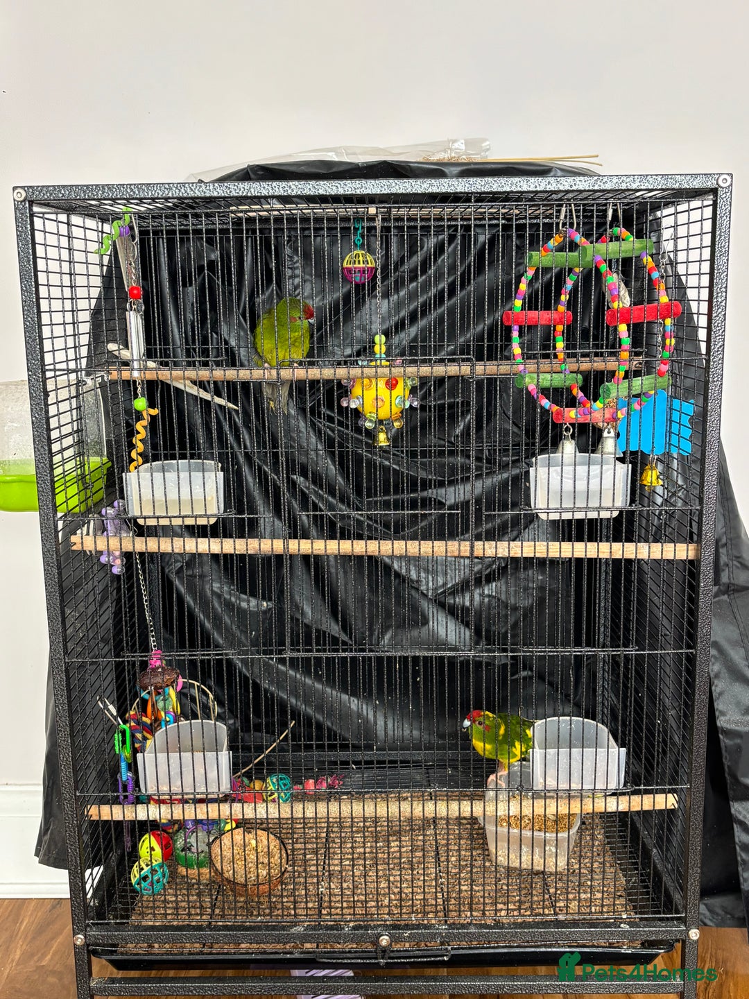 Parakeets birds for sale: Two kakarikis with cage - Image 1