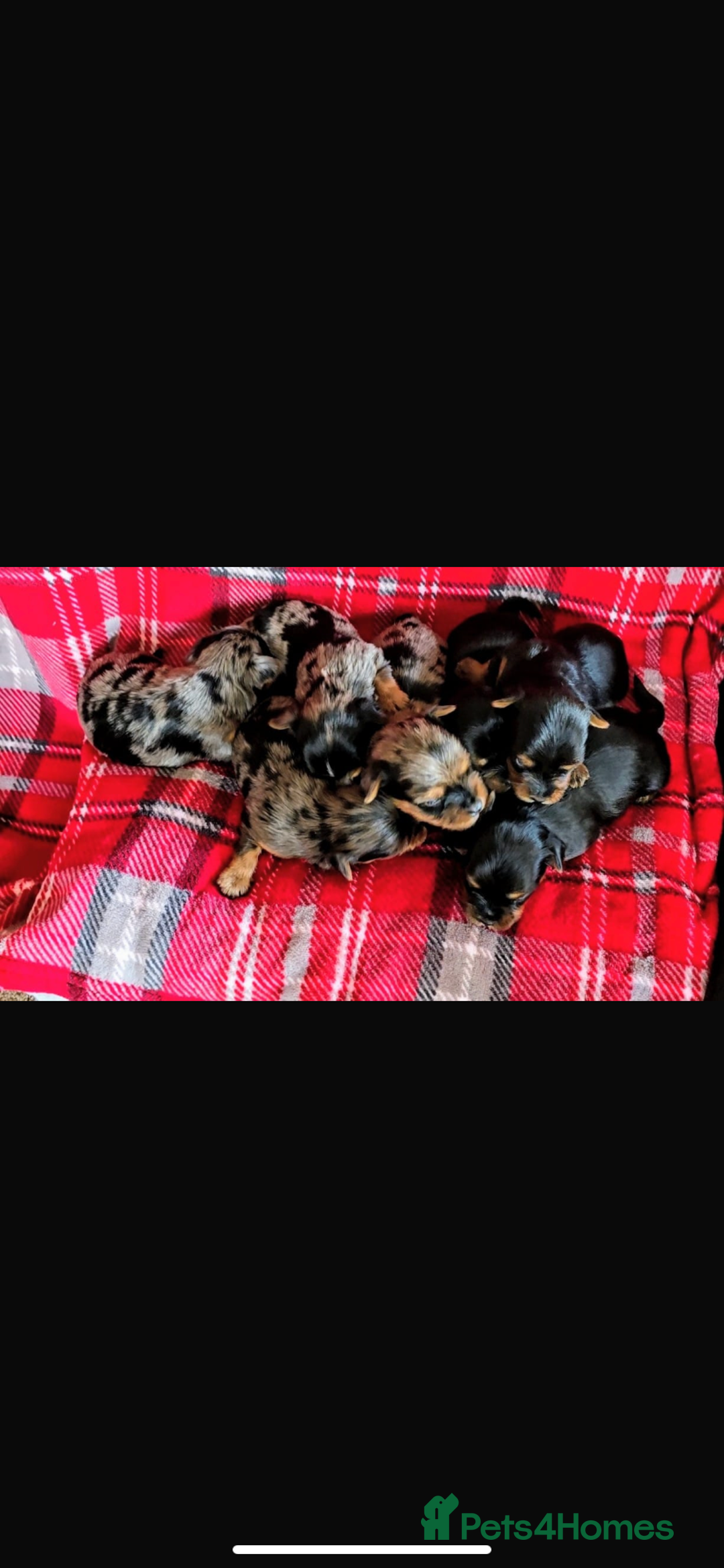 Yorkshire Terrier dogs for sale: Stunning rare coloured merle yokies. - Advert 8