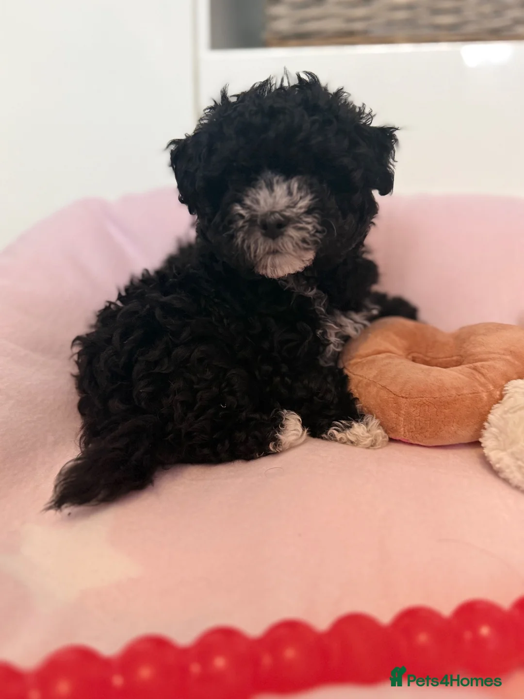 Maltipoo dogs for sale: Gorgeous Maltipoo Boy 💖💖💖 - Advert 2
