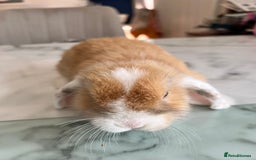 Mini Lop rabbits for sale: Beautiful mini lop rabbits - Image 7
