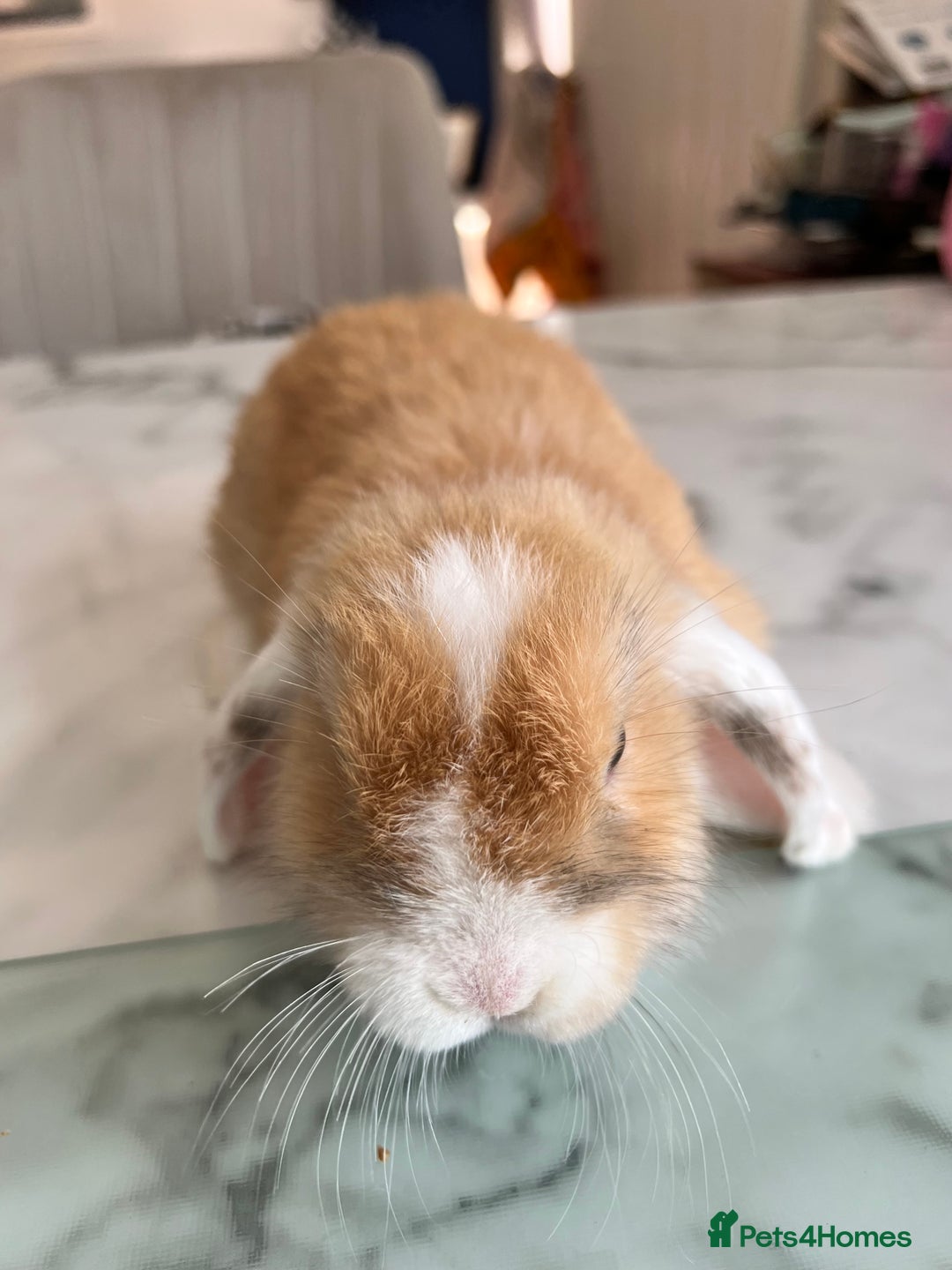 Mini Lop rabbits for sale: Beautiful mini lop rabbits - Image 7