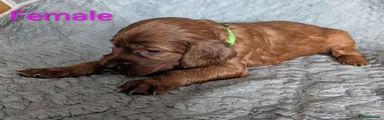 Irish Setter 2