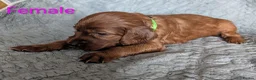 Irish Setter dogs for sale: Irish setter Puppies - Advert 11
