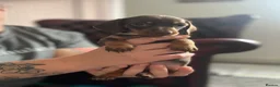 Miniature Dachshund dogs for sale: Long haired miniature daschunds - Advert 8