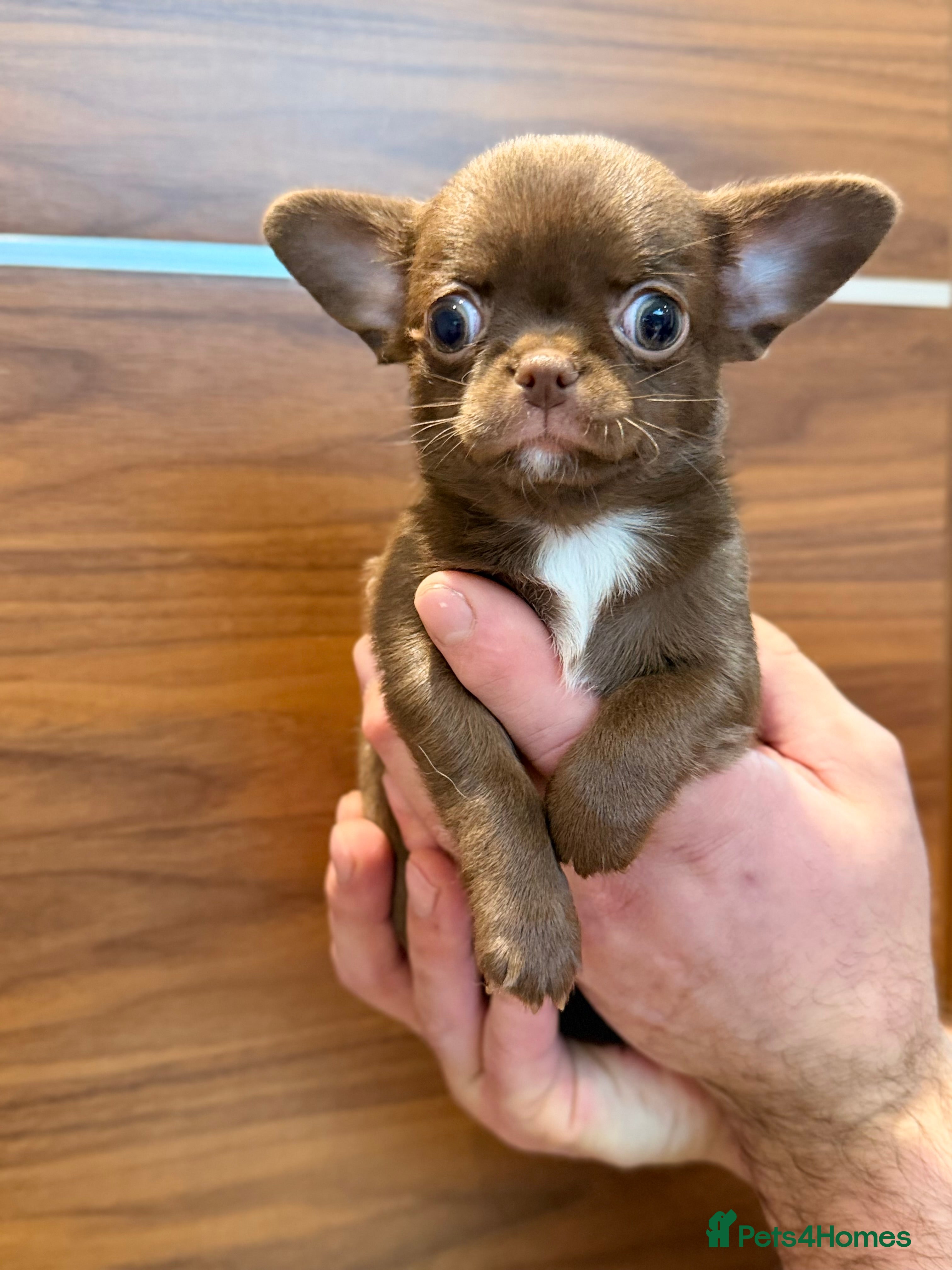 Chihuahua dogs Chihuahua girls  - Advert 3