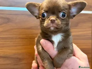 Chihuahua dogs Chihuahua girls - Advert 3