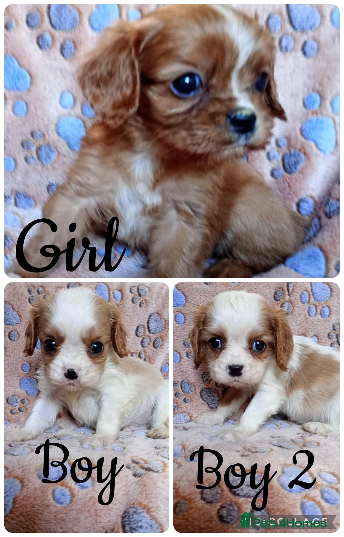 Cavalier King Charles Spaniel dogs KC health tested Cavalier king Charles spaniel,s - Advert 5