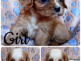 Cavalier King Charles Spaniel dogs KC health tested Cavalier king Charles spaniel,s - Advert 5