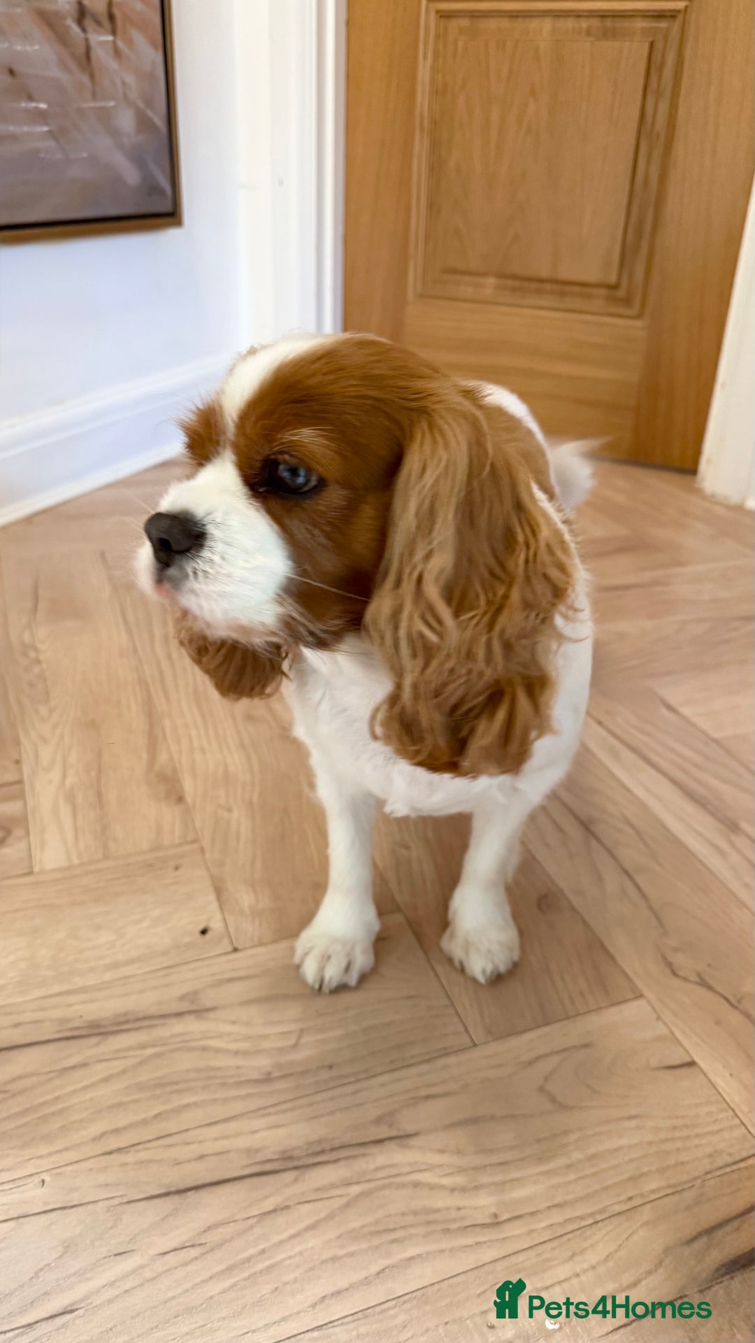 Cavalier King Charles Spaniel dogs for sale: Loving Home Wanted for Female Cavalier - Advert 4