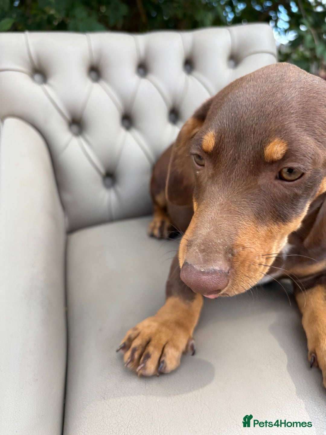 Mixed Breed dogs for sale: Daschund X Jack Russell Puppies  - Image 6