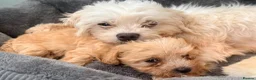 Maltipoo dogs for sale: F1 maltipoo pups  - Advert 2
