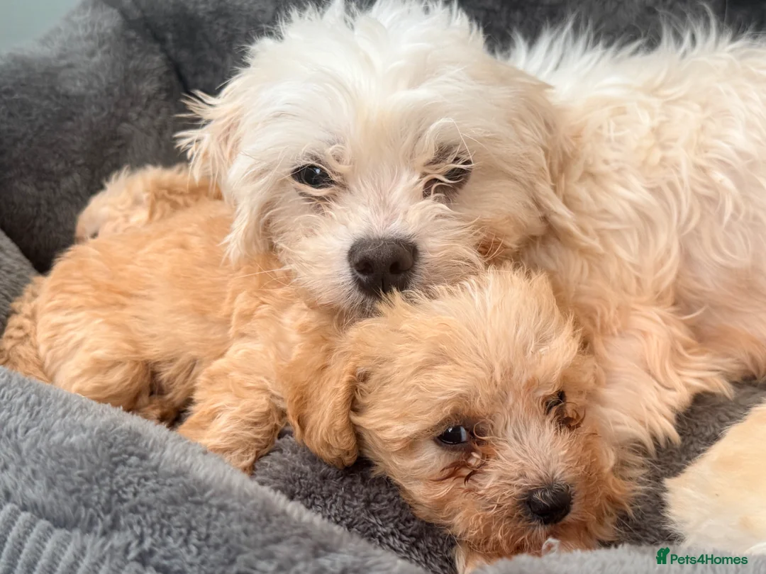Maltipoo dogs for sale: F1 maltipoo pups  - Advert 2