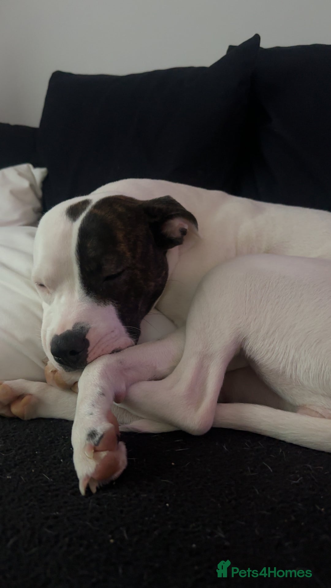 Mixed Breed dogs for sale: Daisy - Advert 3