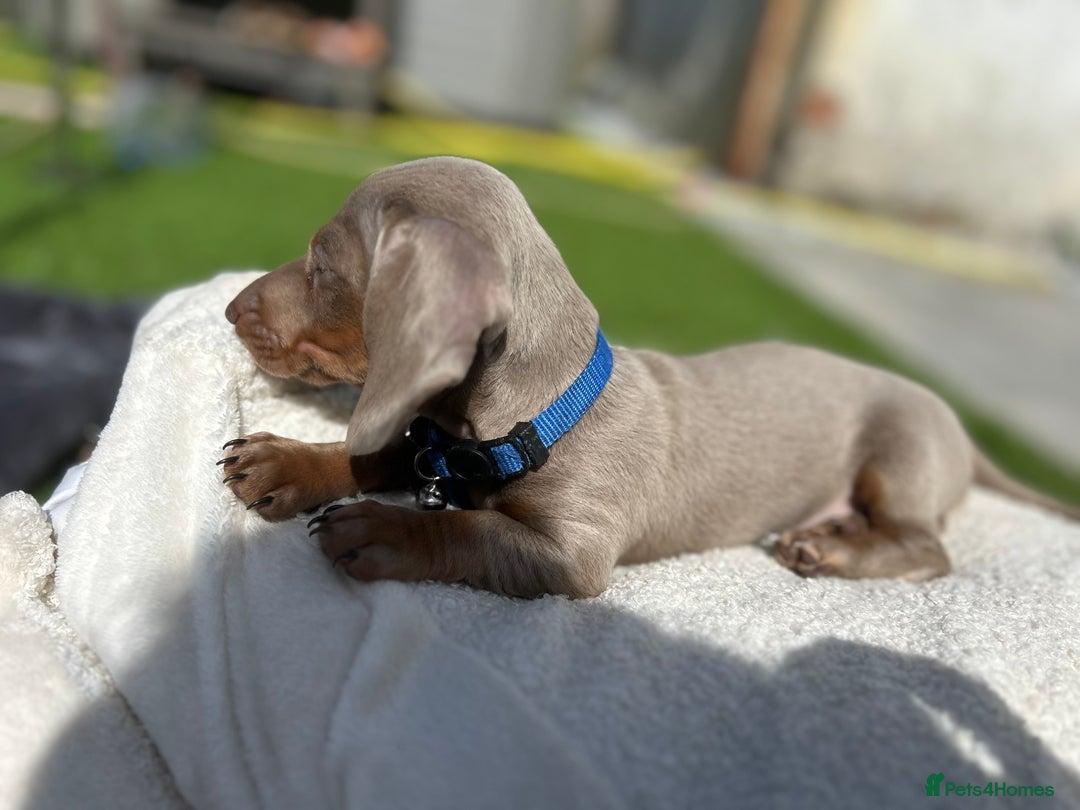 Miniature Dachshund dogs for sale: Miniature dachshunds, kc reg - Image 14