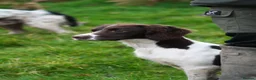 English Springer Spaniel dogs for sale: Superb Springer Spaniel puppies  - Advert 6