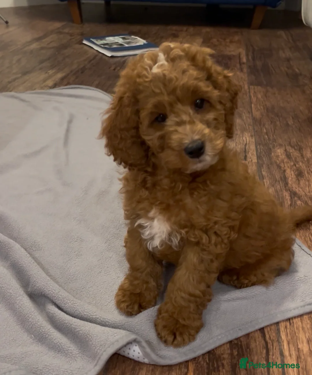 Cockapoo dogs for sale: Cockapoo Puppy *LAST BOY* - Advert 2