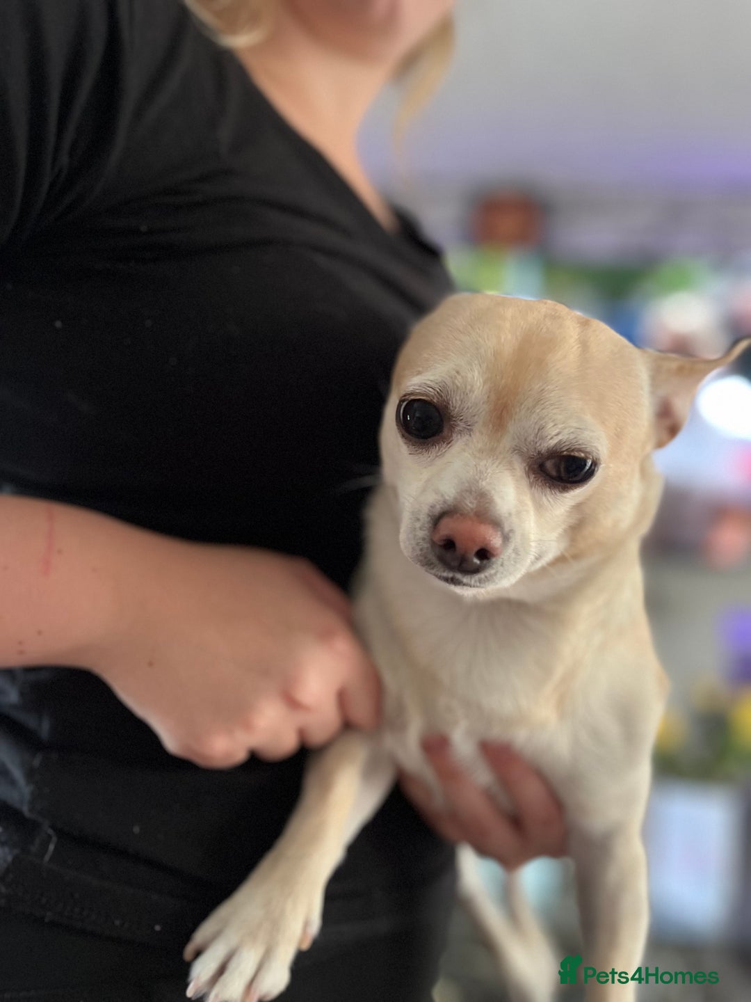 Chihuahua dogs for sale: Smooth haired entire chihuahua  - Image 2