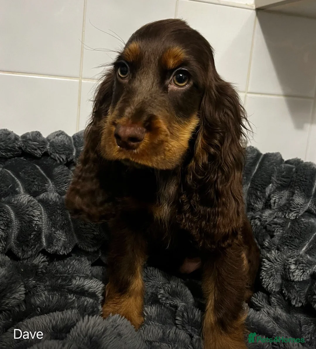 Cocker Spaniel dogs for sale: Chucky KC Cocker Spaniel Pup’s Ready Now - Advert 15