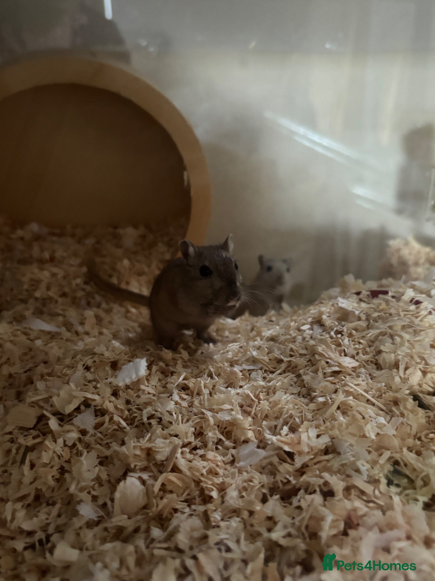 Gerbil rodents Bandit & gizmo - Advert 1